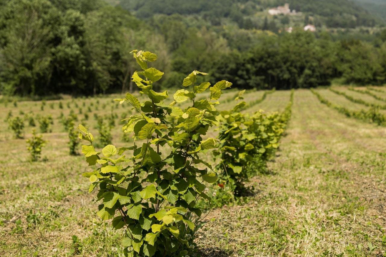 Podere Groppini Fivizzano Bagian luar foto